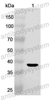 Anti-CD172a/SIRPA Polyclonal Antibody