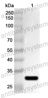 Anti-Human DST/Dystonin Polyclonal Antibody