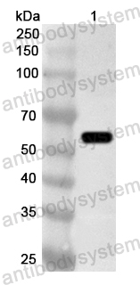 Anti-Human CKAP4 Polyclonal Antibody