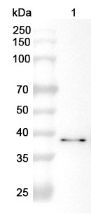 Anti-FUT2 Polyclonal Antibody