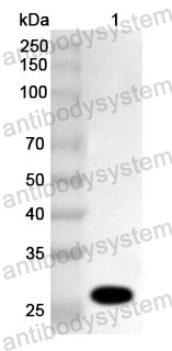 Anti-Human USP4 Polyclonal Antibody