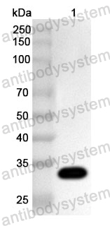 Anti-Human HTR4 Polyclonal Antibody