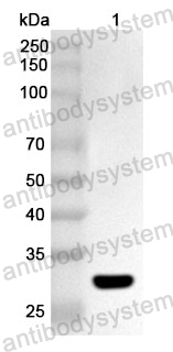 Anti-Human IDI1 Polyclonal Antibody