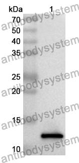 Anti-Human CD279/PDCD1/PD1 Polyclonal Antibody