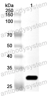 Anti-Human CD226/DNAM-1 Polyclonal Antibody