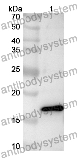 Anti-Human TMEM97 Polyclonal Antibody
