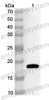 Anti-Human CD300d/CD300LD Polyclonal Antibody