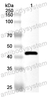 Anti-Human CD85e/LILRA3 Polyclonal Antibody