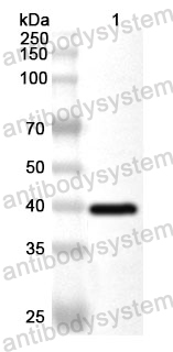 Anti-Human CD99L2 Polyclonal Antibody