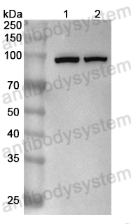 Western Blot for Anti-PDCD6IP Polyclonal Antibody ?>