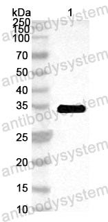 Anti-Human BAD Polyclonal Antibody