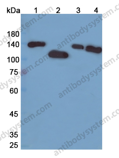 Anti-SIRT1 Polyclonal Antibody