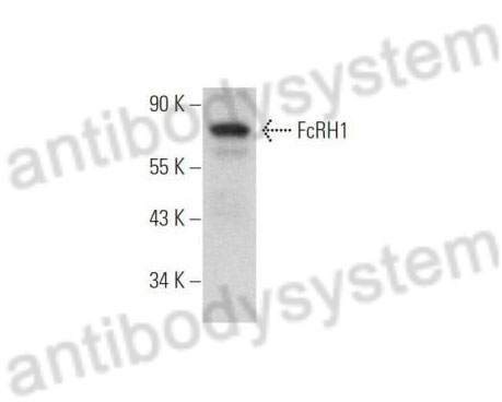 Western Blot for Anti-Human CD307a/FCRL1 Polyclonal Antibody ?>