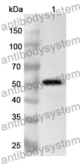 Anti-SPON2 Polyclonal Antibody