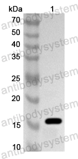 Anti-LC3B Polyclonal Antibody