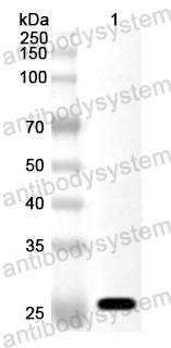 Anti-Human CD360/IL21R Polyclonal Antibody