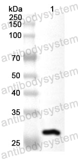 Anti-Human KLK11 Polyclonal Antibody