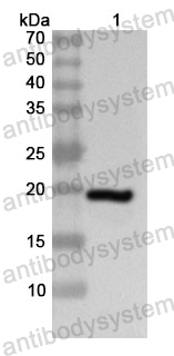 Anti-Human NOX1 Polyclonal Antibody