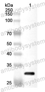 Anti-Human IgG4 Polyclonal Antibody
