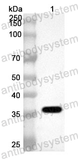 Anti-Tirzepatide Polyclonal Antibody