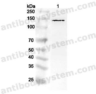 Anti-Human UPF1 Polyclonal Antibody