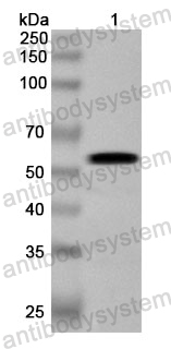 Anti-Human CRBN Polyclonal Antibody