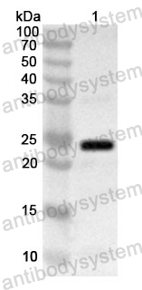 Anti-Human MOB1B Polyclonal Antibody