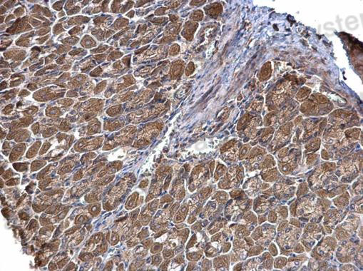 Immunohistochemical for Anti-Human STRAP Polyclonal Antibody ?>
