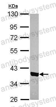 Western Blot for Anti-Human STRAP Polyclonal Antibody ?>