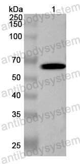 Anti-Human IL4I1 Polyclonal Antibody