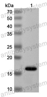 Anti-Human VSTM2A Polyclonal Antibody
