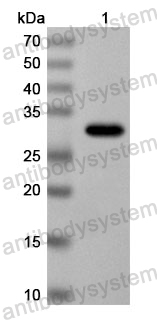 Anti-Human PYCR2 Polyclonal Antibody