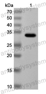 Anti-Human PIK3IP1 Polyclonal Antibody