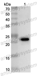 Anti-Human DNAJC19 Polyclonal Antibody