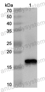 Anti-Human OOEP Polyclonal Antibody