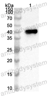 Anti-Human SLC9A9 Polyclonal Antibody