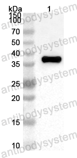 Anti-Human MCIDAS Polyclonal Antibody