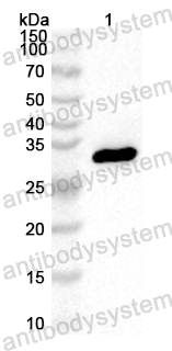 Anti-Human DNASE1L2 Polyclonal Antibody