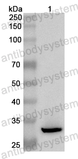 Anti-Human SIDT1 Polyclonal Antibody