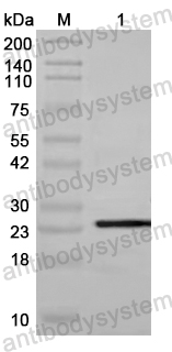 Western Blot for Anti-CCDC111/PRIMPOL Polyclonal Antibody ?>