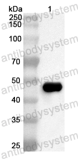 Anti-Mouse MASP2 Polyclonal Antibody