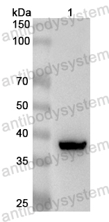 Anti-Mouse NDUFAB1 Polyclonal Antibody