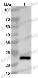 Anti-Mouse AIM2 Polyclonal Antibody