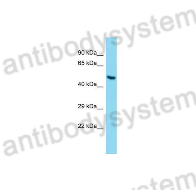 Western Blot for Anti-Mouse ANGPT2/Ang2 Polyclonal Antibody ?>