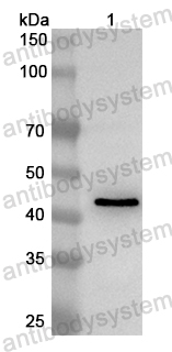 Anti-Mouse TMPRSS2 Polyclonal Antibody