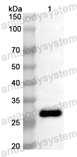 Anti-Mouse FLIP/CFLAR Polyclonal Antibody