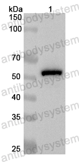 Anti-Mouse TREH Polyclonal Antibody