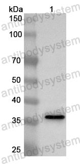 Anti-Mouse SCEL Polyclonal Antibody