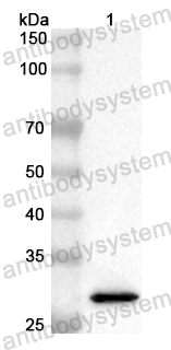 Anti-Mouse H6PD Polyclonal Antibody