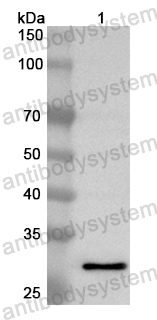 Anti-Mouse PLAT/tPA Polyclonal Antibody
